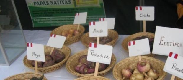Maca the newest wonderfood Maca the newest wonderfood