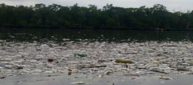 Milhares de peixes foram encontrados mortos Milhares de peixes foram encontrados mortos
