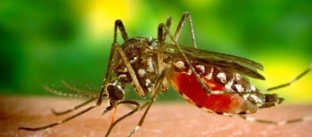 A doença não está no mosquito e sim na água. Vigie A doença não está no mosquito e sim na água. Vigie