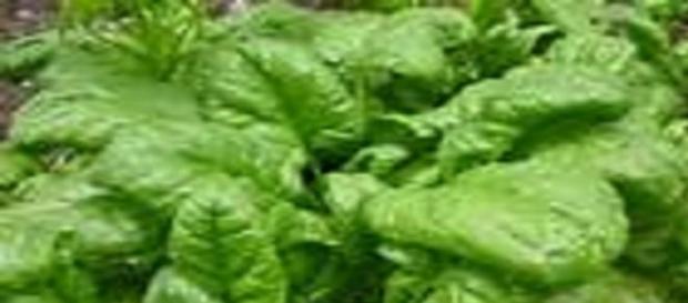 Espinacas, alimento que protege la inteligencia Espinacas, alimento que protege la inteligencia