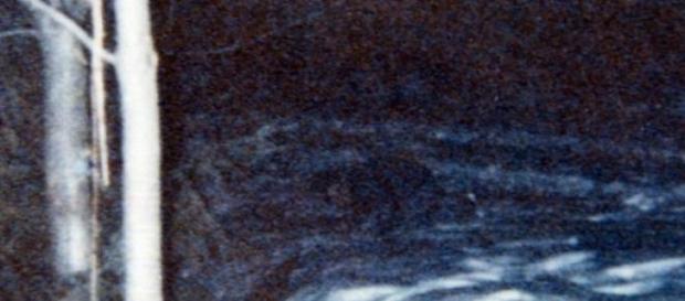 L’avvistamento di un elfo con le orecchie a punta L’avvistamento di un elfo con le orecchie a punta