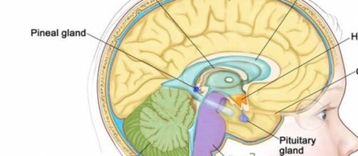 Cervelletto e corteccia cerebrale nell'autismo