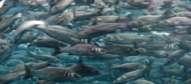 A época da sardinha não começou da melhor forma. A época da sardinha não começou da melhor forma.