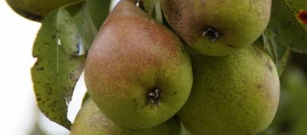 O afacere cu pere si palinca O afacere cu pere si palinca