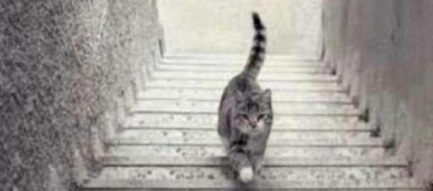 O gato sobe ou desce as escadas? O gato sobe ou desce as escadas?