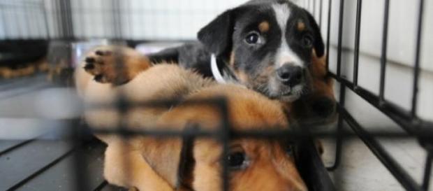 Uma iniciativa da Humane Society of Broward County Uma iniciativa da Humane Society of Broward County