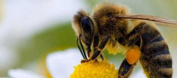 Une abeille en plein travail Une abeille en plein travail