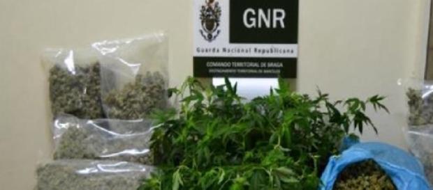 Droga apreendida pelo NIC da GNR de Barcelos Droga apreendida pelo NIC da GNR de Barcelos