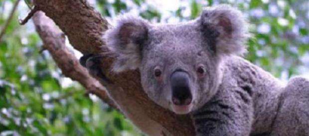 Koala é endémico da Austrália Koala é endémico da Austrália