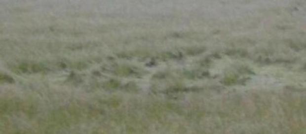 Ufo: cerchi nel grano a Valleogra. Ufo: cerchi nel grano a Valleogra.