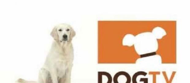 DogTV é um canal feito para os cães DogTV é um canal feito para os cães