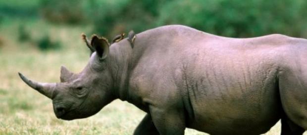Les rhinocéros sont en danger en Afrique du Sud. Les rhinocéros sont en danger en Afrique du Sud.