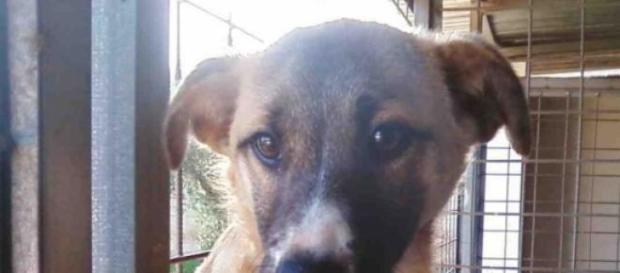 Un cane dietro le sbarre di un canile. Un cane dietro le sbarre di un canile.