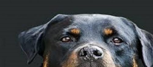 El Rottweiler "emblema" de las razas peligrosas