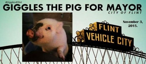 Giggles the pig for mayor!