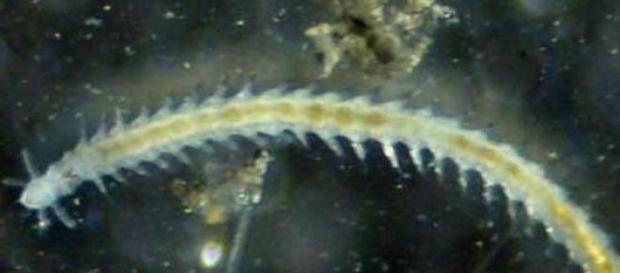 Es una extraña especie de características únicas Es una extraña especie de características únicas