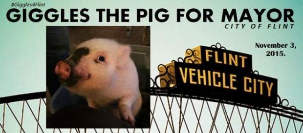 Giggles the pig for mayor! Giggles the pig for mayor!