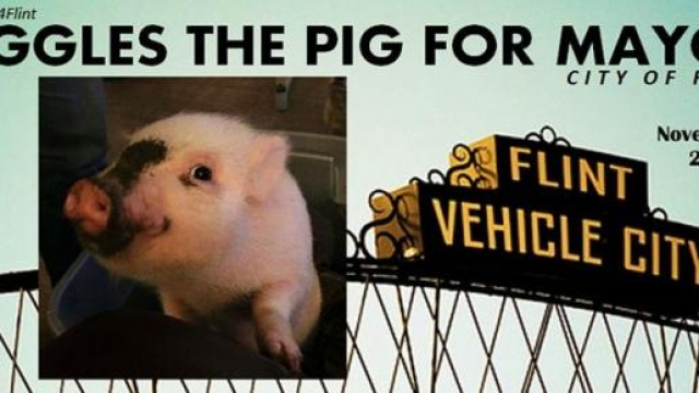 Giggles the pig for mayor!