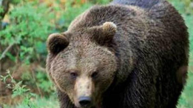 Gli orsi, una specie da proteggere