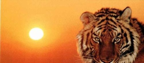 La tigre, conosciamo le iniziative per salvarla