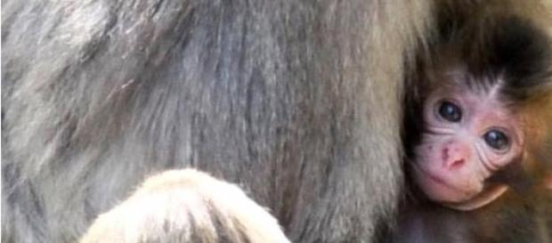 Charlotte the Japanese Monkey get to keep her name Charlotte the Japanese Monkey get to keep her name