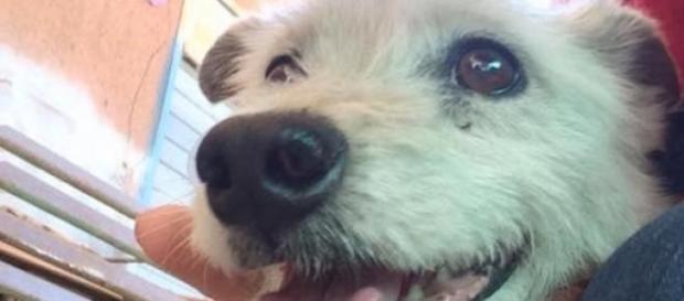Ercolino, il cane vittima di violenza Ercolino, il cane vittima di violenza