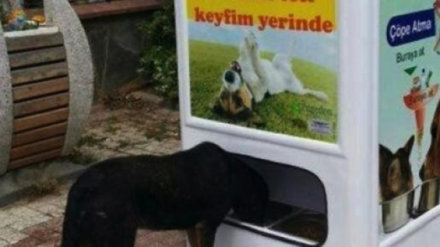 Funzionerebbero in Italia i dispenser per randagi?