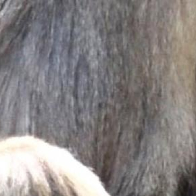 Charlotte the Japanese Monkey get to keep her name