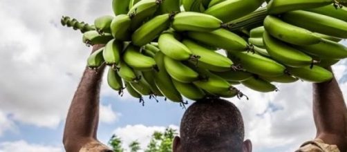 Worker carries bananas in a plantation in Somalia
