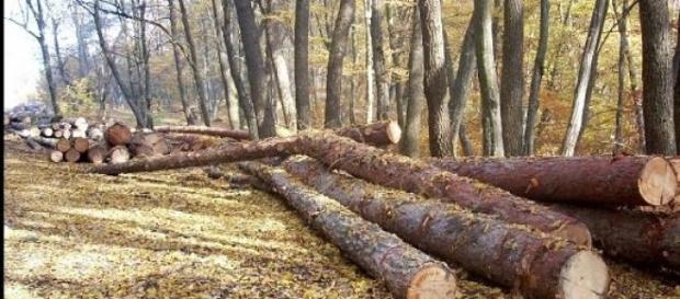 Defrișările nu se vor opri Defrișările nu se vor opri