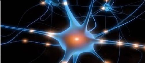 Cellule nervose: i neuroni