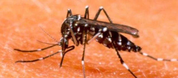 o mosquito aeds egypt picando pessoas o mosquito aeds egypt picando pessoas