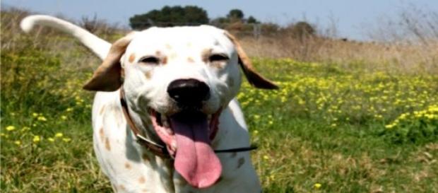 Tu perro puede tener presencia en Facebook Tu perro puede tener presencia en Facebook