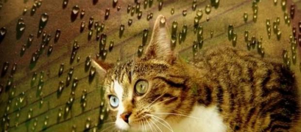 Murakami es amante de los gatos y lo plasma Murakami es amante de los gatos y lo plasma