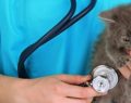 Cuidados post operatorios después de la castración de tu gato
