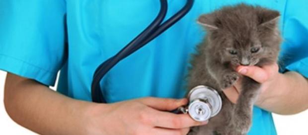 Cuidados básicos post operatorios para un gato Cuidados básicos post operatorios para un gato