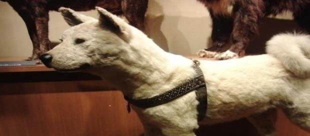 Los restos de Hachi disecados en el Museo Los restos de Hachi disecados en el Museo