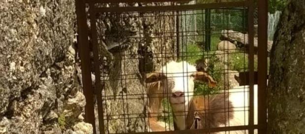 Até os animais ficam preplexos com os veneraneios Até os animais ficam preplexos com os veneraneios