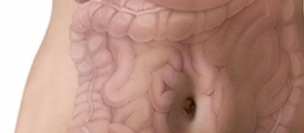 Intestino: principal orgão do sistema imunitário Intestino: principal orgão do sistema imunitário