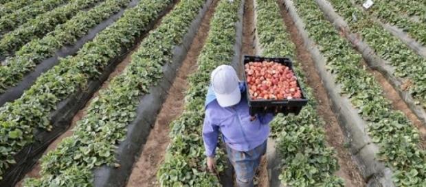 Les ouvriers obtiennent 2% de la valeur récoltée. Les ouvriers obtiennent 2% de la valeur récoltée.