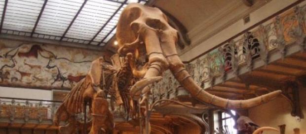 Se pudieron insertar genes de mamut en un elefante Se pudieron insertar genes de mamut en un elefante