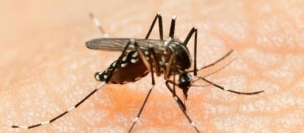 Aedes aegypti (Foto: Reprodução) Aedes aegypti (Foto: Reprodução)