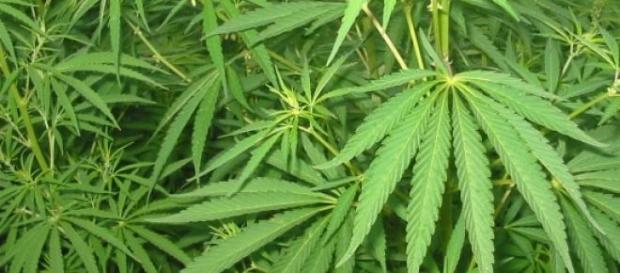 Imagen de la planta marihuana Imagen de la planta marihuana