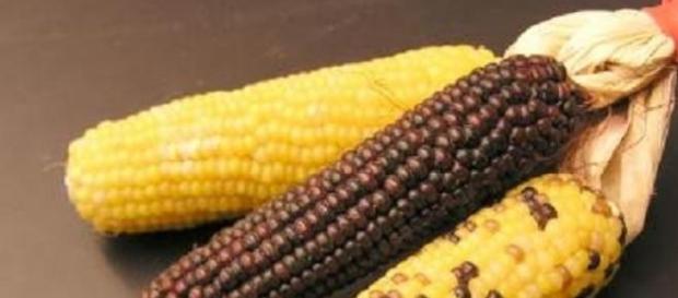 No agli ogm, si agli agricosmetici No agli ogm, si agli agricosmetici