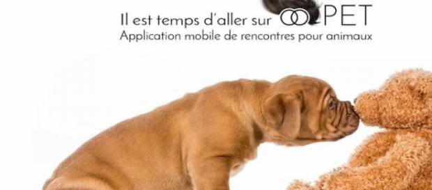 Oopet love pour rompre la solitude des animaux. Oopet love pour rompre la solitude des animaux.