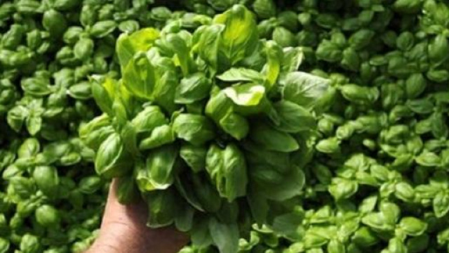 Il basilico sotto attacco dai funghi