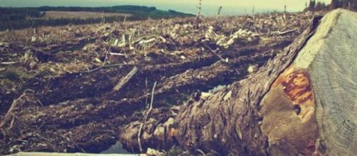 O desmatamento consome e destrói a nossa natureza