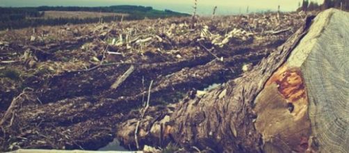 O desmatamento consome e destrói a nossa natureza