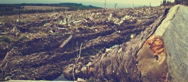 O desmatamento consome e destrói a nossa natureza O desmatamento consome e destrói a nossa natureza