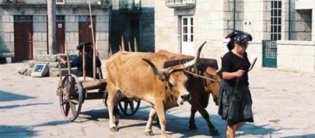 Gente do Soajo, alma do povo português Gente do Soajo, alma do povo português